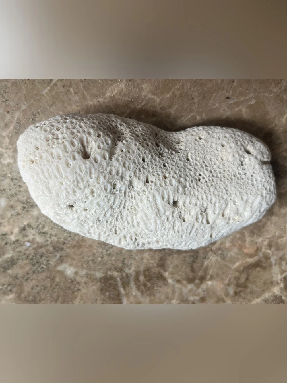 South Pacific Bean Shaped White Coral